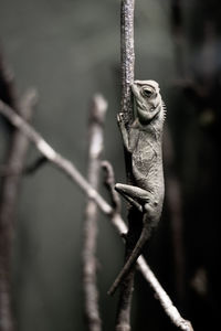 Close-up of a lizard on a fence