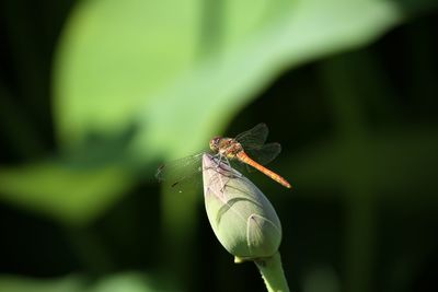 Close-up of insect on leaf