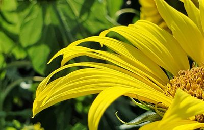 Close-up of yellow flowering plant