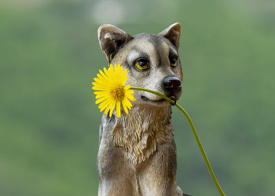 Close-up of a dog looking away