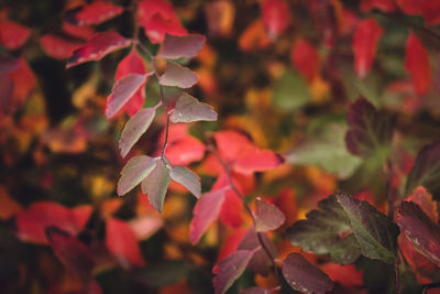 Close-up of autumnal leaves