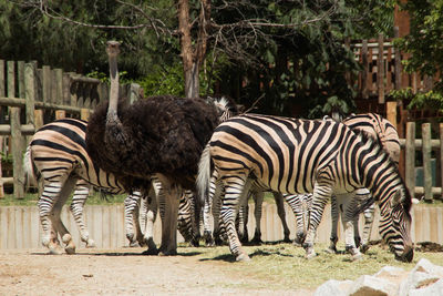 View of zebras in zoo