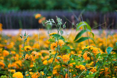 Close-up of yellow flowering plant on field