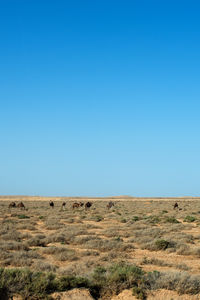 Scenic view of landscape against clear blue sky