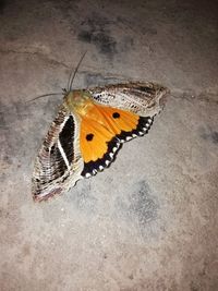 High angle view of butterfly