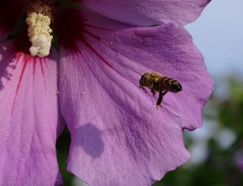 Close-up of insect on purple flower