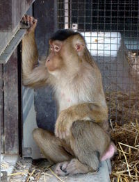 Monkey sitting in cage