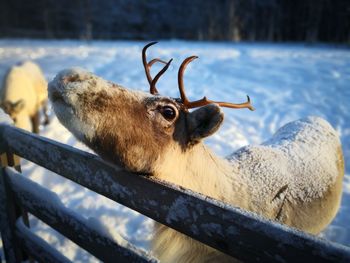 Close-up of deer in snow