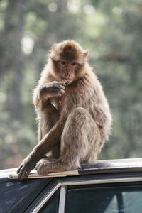 Close-up of monkey sitting outdoors