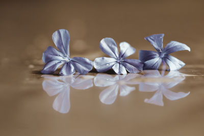 Close-up of white flowers on table