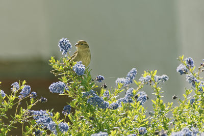 Close-up of sparrow on purple flowering plants