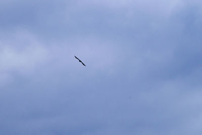 Low angle view of bird flying in sky