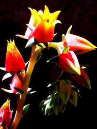 Close-up of flowers against black background