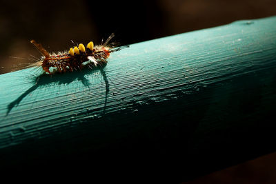 Close-up of spider on web