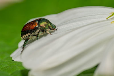 Close-up of insect on flower