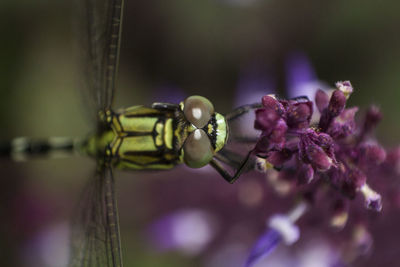 Close-up of insect on purple flower