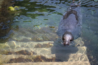 High angle view of turtle in sea