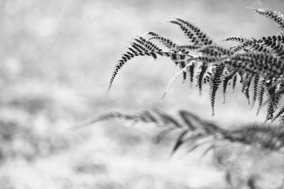 Low angle view of plant against sky