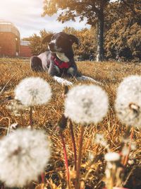 View of dog on field