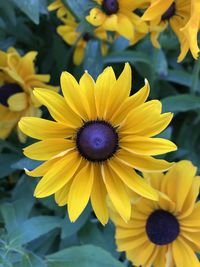 Close-up of yellow flowering plant