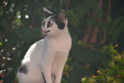 Close-up of a cat