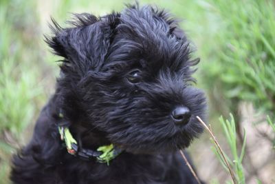 Close-up portrait of black dog