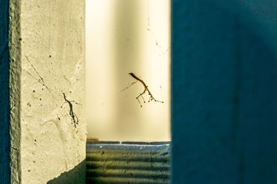 Close-up of spider on web