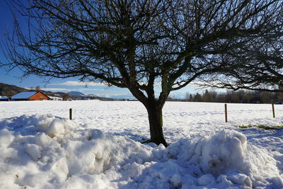 Snow covered trees against sky