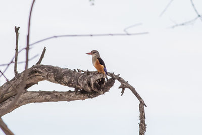 Low angle view of kingfisher perching on tree against clear sky