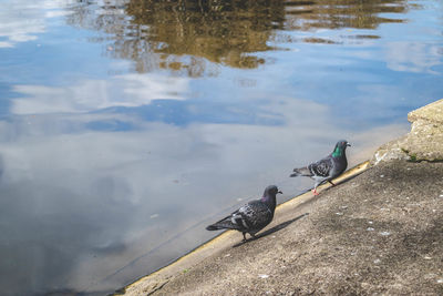 High angle view of birds perching on the lake