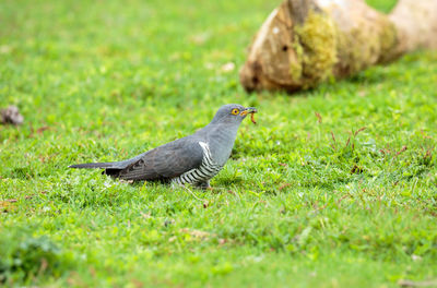 Side view of a bird on field