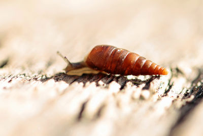 Close-up of snail