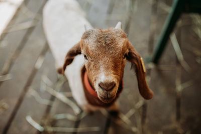 Close-up portrait of goat