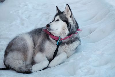 Dog in snow