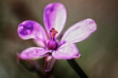 Close-up of insect on purple flower