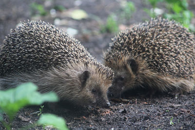 Close-up of sheep on field