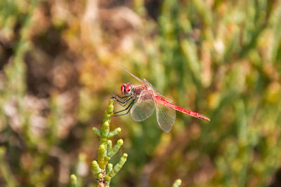 Canary red dragonfly on a plant top, called red vained island darter, latin sympetrum nigrifemur