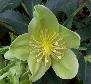 Close-up of white flowers