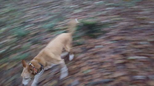 Dog on ground