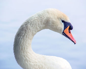 Close-up of elegant swan