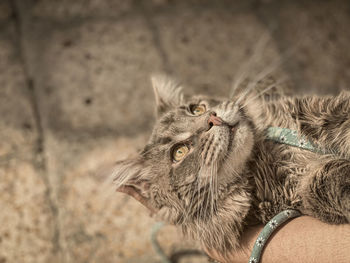 Close-up of cat by wall