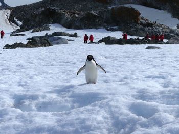 Chinstrap penguin in the wild