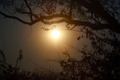 Low angle view of silhouette trees against sky during sunset