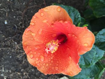 Close-up of red rose blooming in park