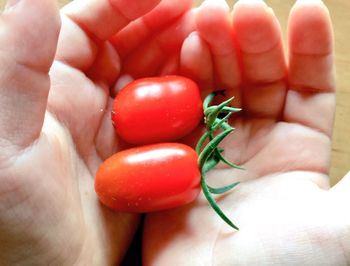 View of tomatoes in container