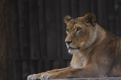 Close-up of lion relaxing outdoors