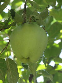 Close-up of fruits growing on tree