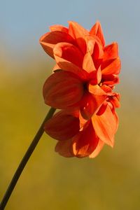 Close-up of orange flower