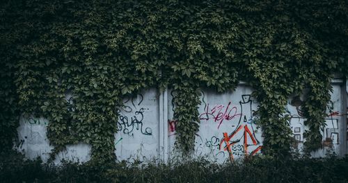 Ivy growing on tree by building