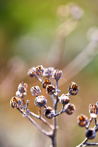 Close-up of plant